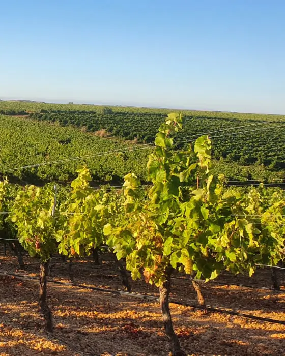 Viñedo infinito de Rueda con cielo castellano. Filas de cepas sobre suelo arenoso, amplitud de paisaje.