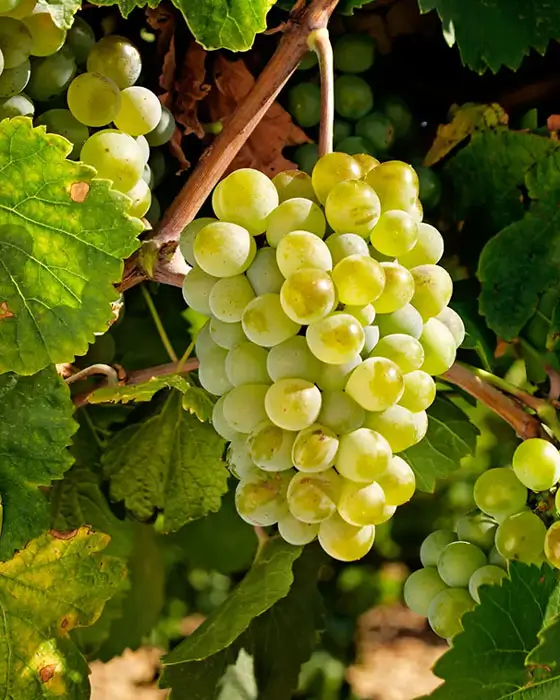 Variedad Verdejo D.O. Rueda